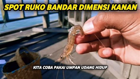 Coba Pakai Umpan Udang Hidup Di Spot Ruko Bandar Dimensi Kanan