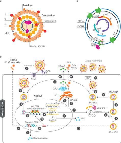 Hepatitis B Virus Persistence And Reactivation The Bmj