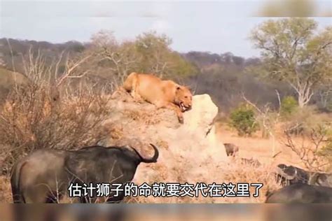 狮子捕食了小水牛，随后遭到水牛群的疯狂围攻，这下狮子开始慌了狮子牛群水牛