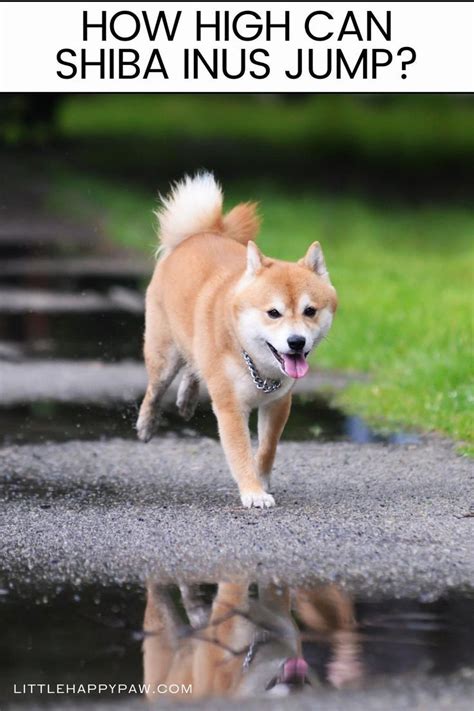 How Fast And Far Can Shiba Inus Run Explained Artofit