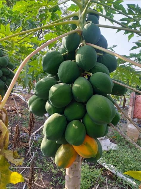 A Grade Fresh Papaya At Rs Kg Fresh Papaya In Latur Id