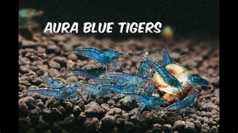 Aura Blue Tiger Shrimp YouTube