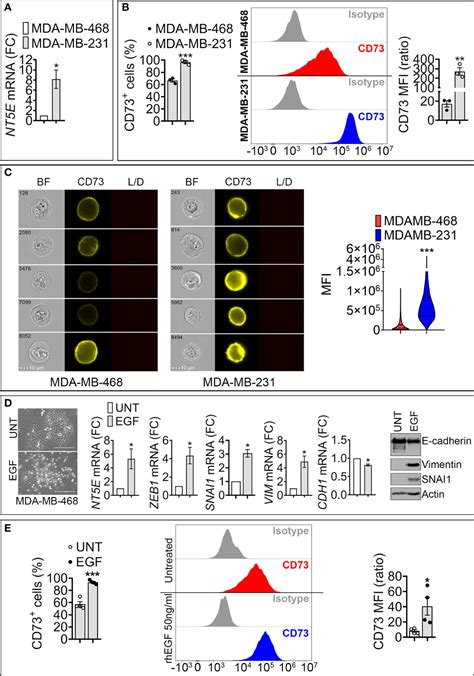 Frontiers Snai Dependent Upregulation Of Cd Increases