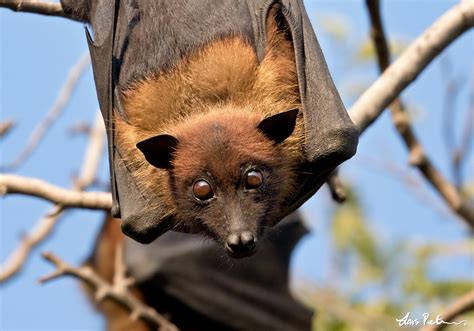 Indian Flying Fox Norra Indien Fågelbilder Från Utlandsresor Galleri My World Of Bird