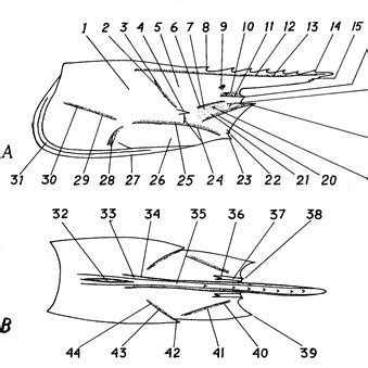 Features of Carapace. | Download Scientific Diagram