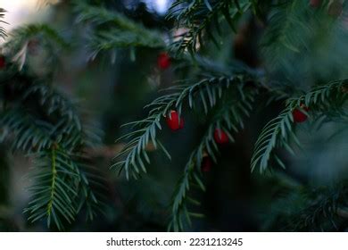 Close Taxus Wallichiana Himalayan Yew Branches Stock Photo 2231213245 | Shutterstock