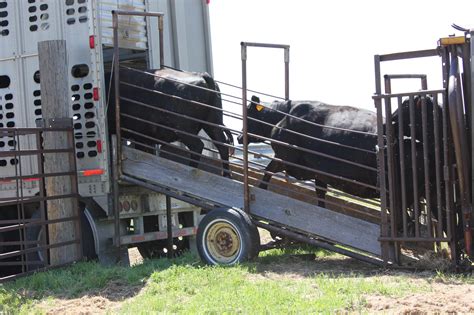 How Many Cows Fit In A Semi Trailer