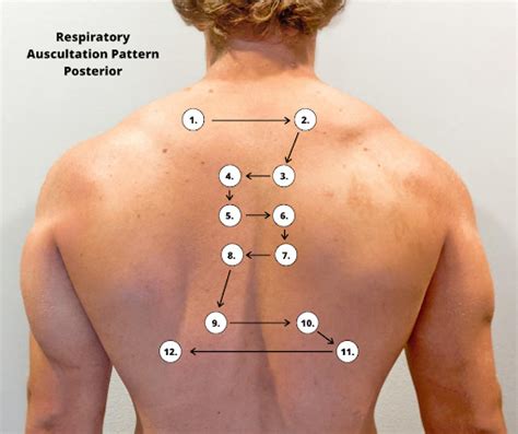 Figure 10 6 Posterior Auscultation Areas Nursing Skills NCBI