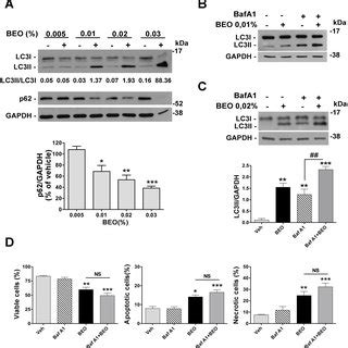 BEO Activates Autophagy In SH SY5Y Cells A Concentration Dependent