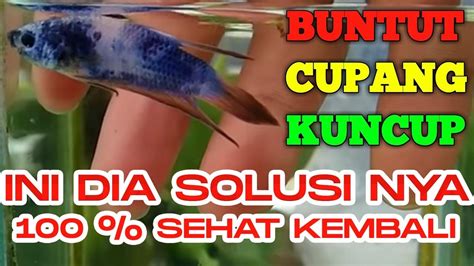 Cara Mengobatai Ikan Cupang Kuncup Youtube