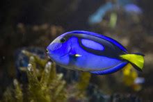 Blue Tang Fish Tank Free Stock Photo - Public Domain Pictures