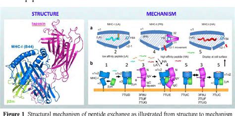 Figure 1 From Structural Mechanism Of Peptide Exchange Of MHC I