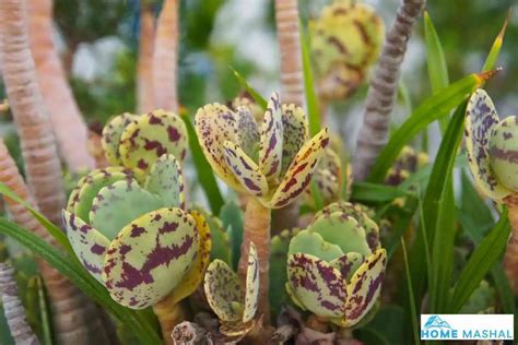 13 Different Types Of Kalanchoe (With Photos)