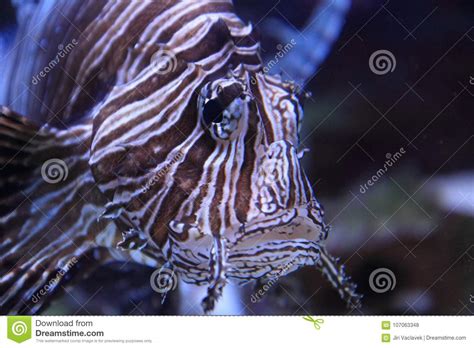 Lionfish In The Sea Water Stock Photo Image Of Pterois 107063348
