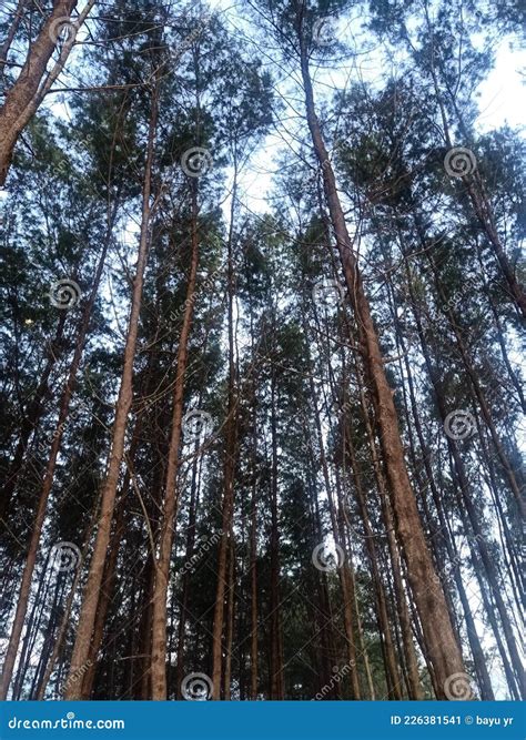 Old Pine trees stock image. Image of tree, snow, plant - 226381541