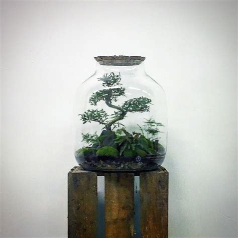 Bonsai Terrarium Kokedamasideas Terrariumideastortoise Terrarium