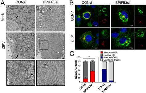 BPIFB3 Regulates Endoplasmic Reticulum Morphology To Facilitate