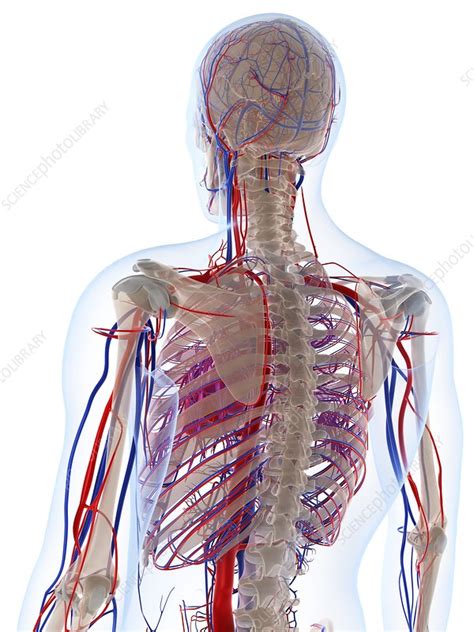 Male Vascular System Artwork Stock Image F Science Photo