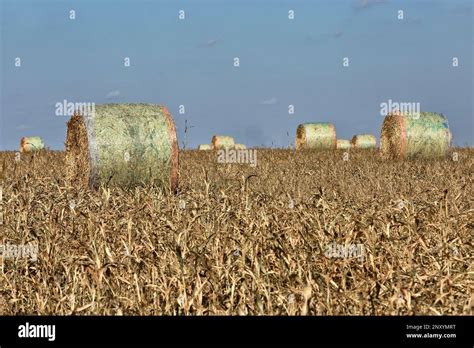 Sorghum Bicolor Annual Grass Hi Res Stock Photography And Images Alamy