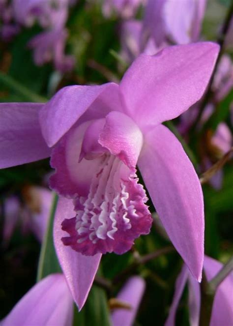 Hardy Orchid Bletilla Striata From Growing Colors