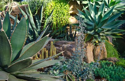 Voici 9 plantes grasses dextérieur qui nont pas besoin dentretien