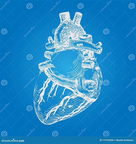 Realistic Human Heart Sketch Hand Drawn Style Vector Cartoondealer