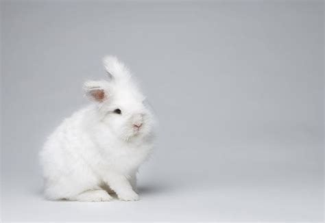 200+ White Rabbit Names: Names For Male & Female White Rabbits