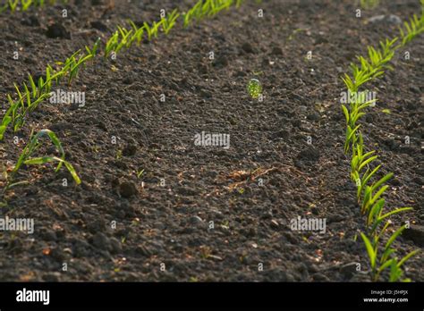Green Brown Brownish Brunette Agriculture Field Acre Corn Lines Seed