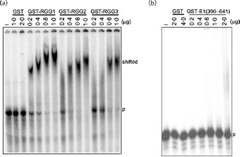 RNA Binding By GST EBNA 1 Fusion Proteins A 32 P UTP Labelled In