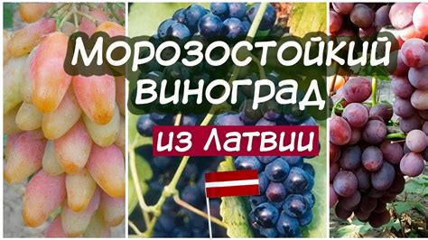 МОРОЗОСТОЙКИЙ ВИНОГРАД ИЗ ЛАТВИИ - YouTube
