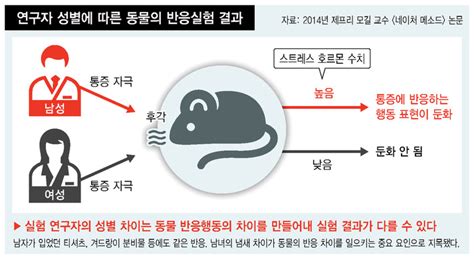 동물실험 연구자 성별 따라 결과값 달라진다 과학 미래and과학 뉴스 한겨레