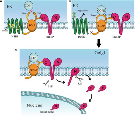 Frontiers Role Of The Sterol Regulatory Element Binding Protein