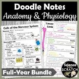 Anatomy Histology Unit Doodle Notes Bundle By Science From Scratch