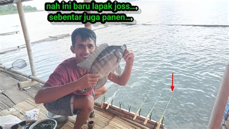 Mancing Jatiluhur Paling Terbaru Lapak Joss Mancing Bentar Juga Panen