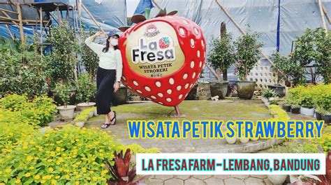 Wisata Petik Strawberry Di La Fresa Farm Lembang Bandung Youtube