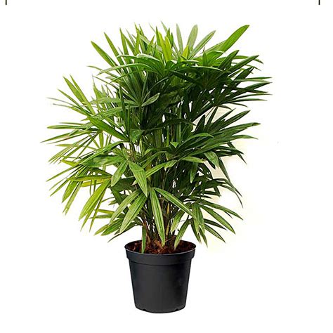 Rhapis Excelsa Plant Pot Singapore Gift Rhapis Excelsa Plant Pot Fnp