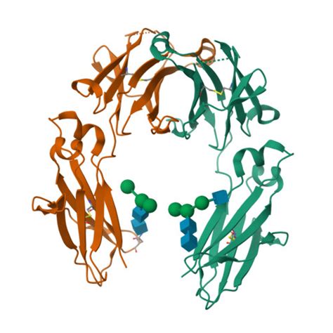RCSB PDB - 5JIK: Crystal structure of HER2 binding IgG1-Fc (Fcab H10-03-6)
