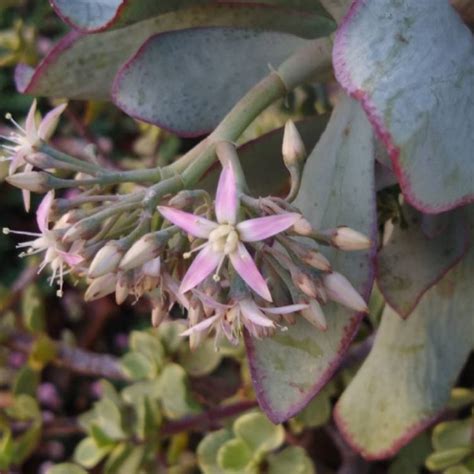 Crassula Arborescens Subsp Undulatifolia Bluebird Crassula