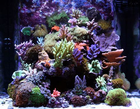 How To Maintain Coral Reef Aquarium - Aquarium Views