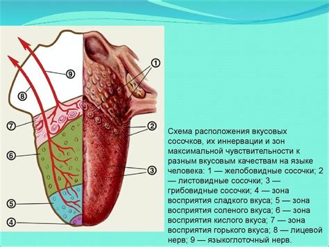 Положение и влияние языка. Блог Лого Портал