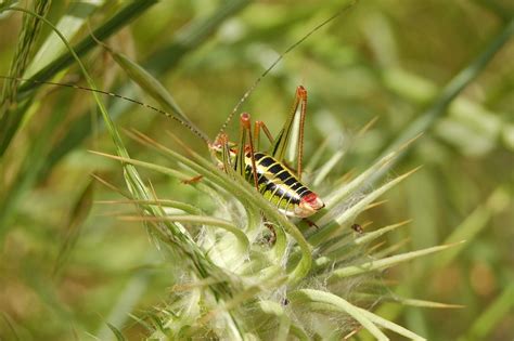 Bug Cricket Green Free Photo On Pixabay Pixabay