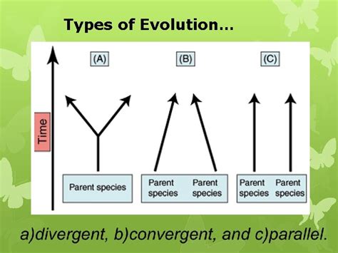 patterns  evolution types  evolution speciation illustrates