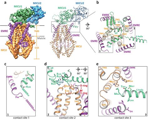 Figures And Data In Structural Insights Into The Ca2 Dependent Gating