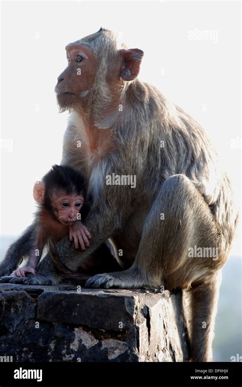 Macaques Thai Monkey Around The Temple Stock Photo Alamy