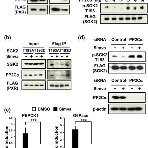 Pp C Mediated Dephosphorylation Of Sgk A Immunoprecipitation Of