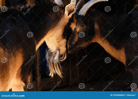 Two Goats Are Doing Tug Of War Near The Barn Stock Photo Image Of