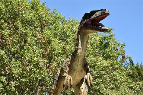 2,000+ Dinosaur Pictures & Images for Free [HD] - Pixabay