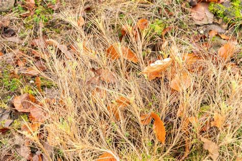 Astragalus Sempervirens Plant In Zurich In Switzerland Stock Photo