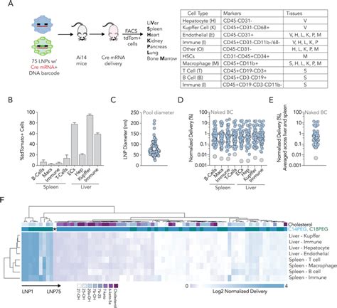 Quantifying MRNA Delivery Mediated By 75 Nanoparticles To 28 Cell Types