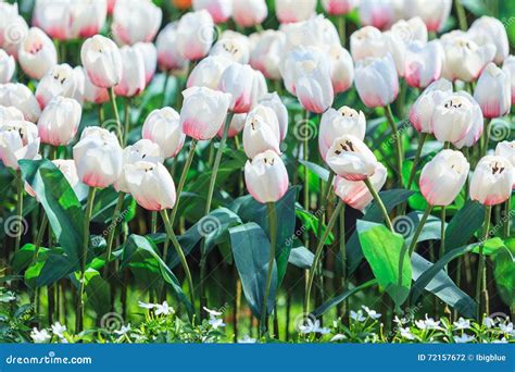 White Tulips stock photo. Image of shade, tulip, leaf - 72157672